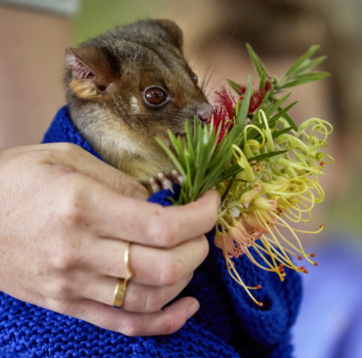 Close-up of a possum being hand-fed native flowers during an educational animal encounter.”