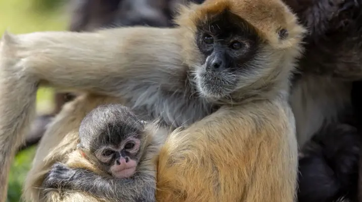 Adult spider monkey holding a baby.