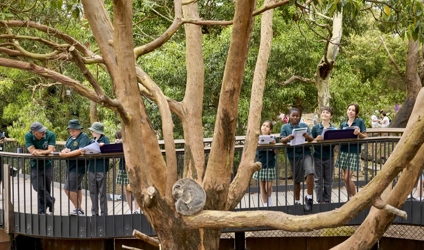 Students observing koala in tree at Taronga Zoo's Koala Country
