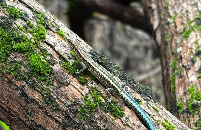 Image of <strong>Back from the brink of extinction – the great Christmas Island blue-tailed skink comeback</strong>