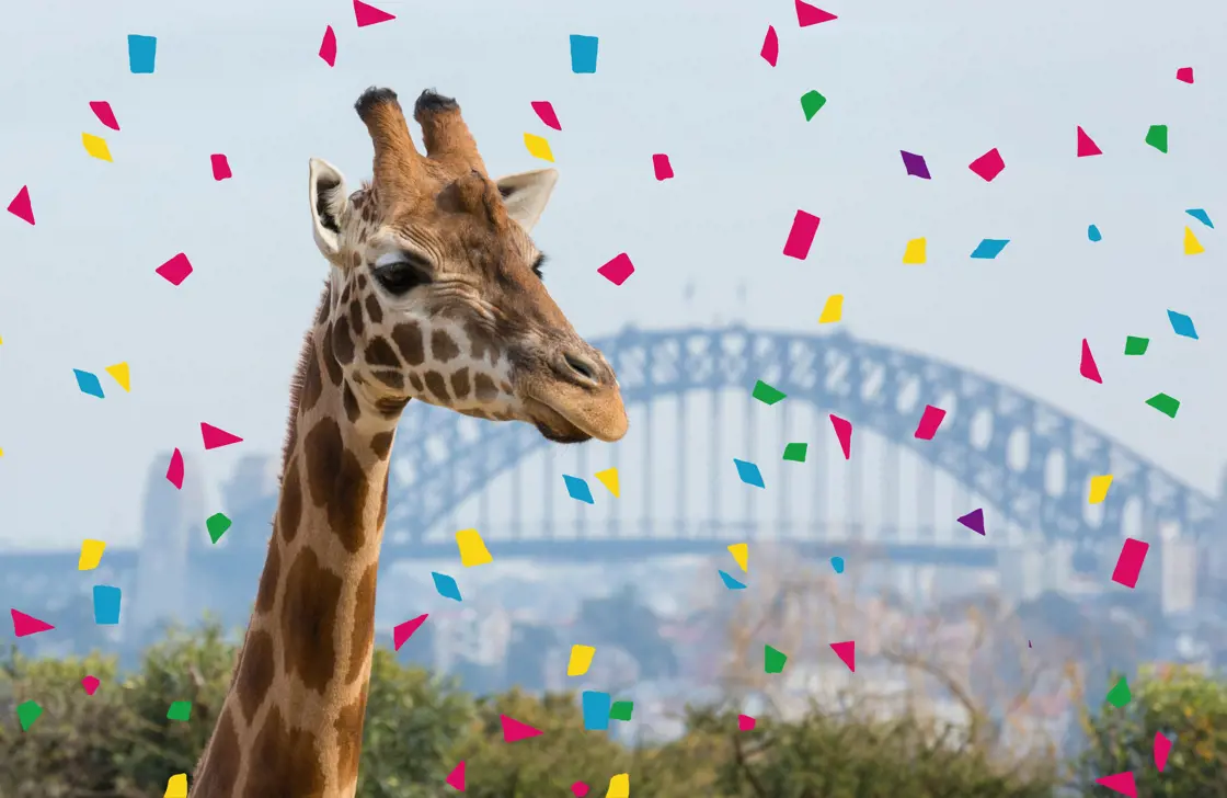 Giraffe with colourful confetti and Sydney Harbour Bridge in the background.