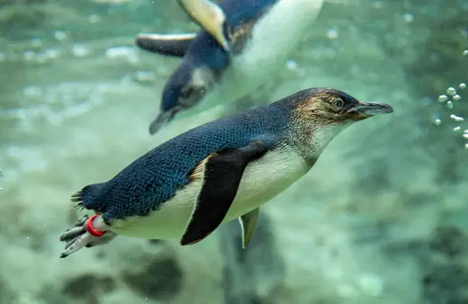 Image of Little Penguin
