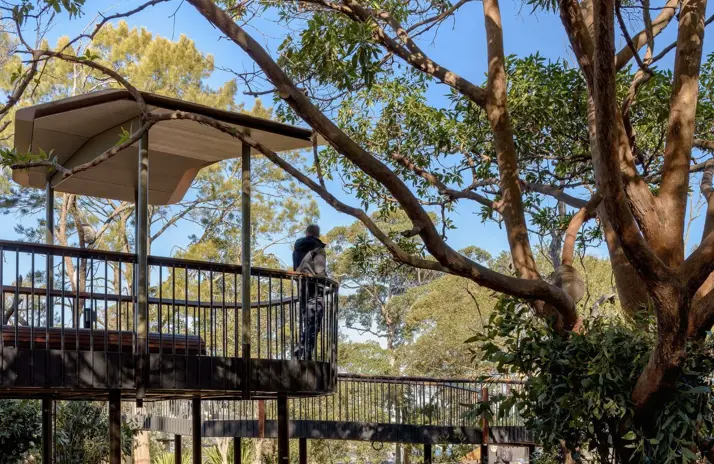 Guests overlooking Koalas at Koala Country in the Nura Diya Habitat