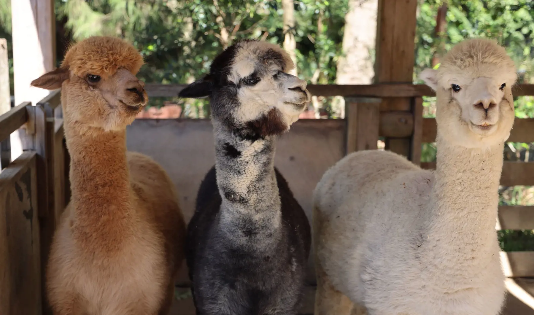Three alpacas at the Backyard to Bush kids trail at Taronga Zoo Sydney