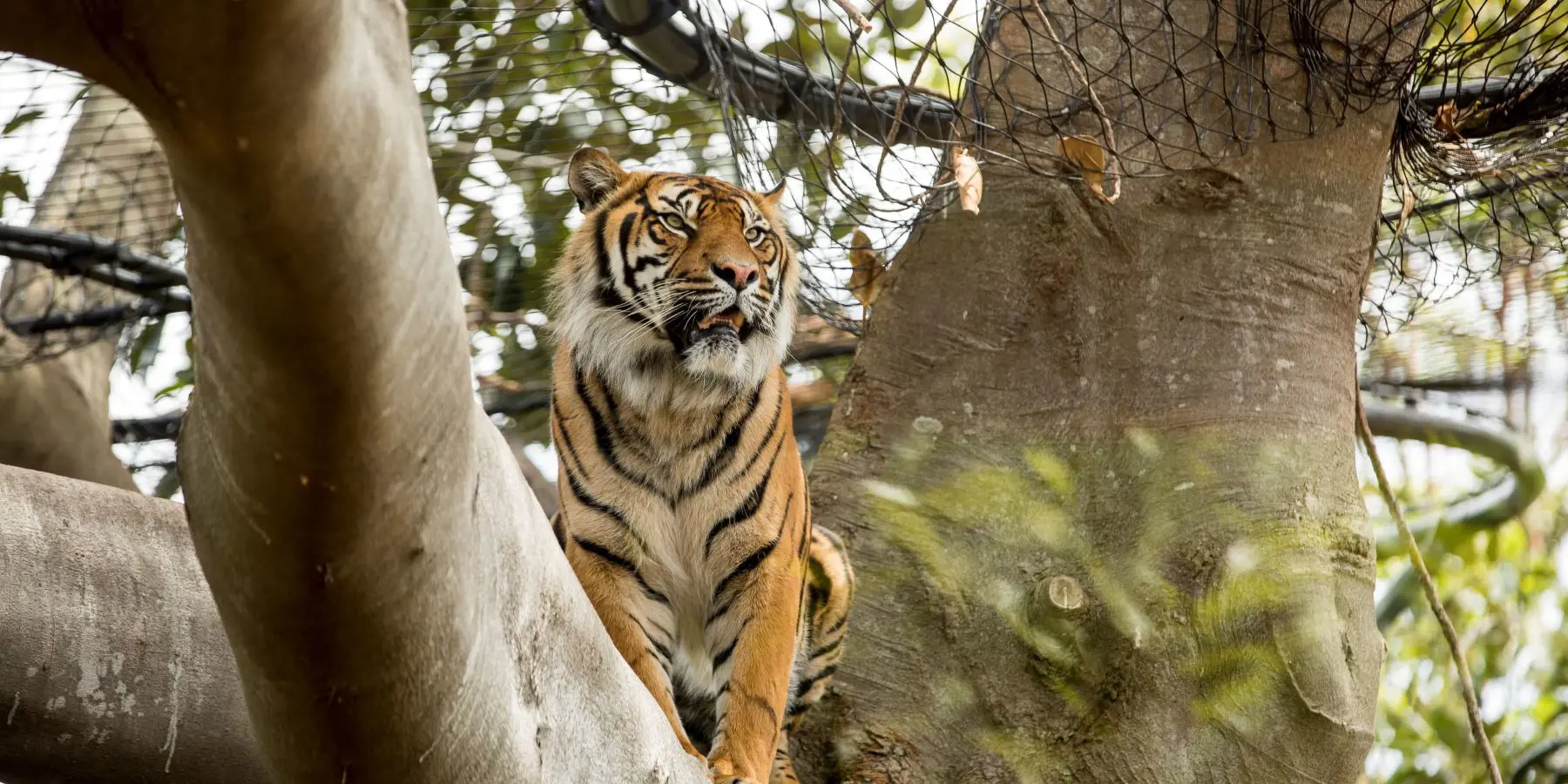 Tiger looking out from a tree