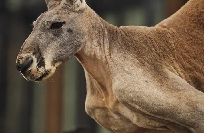 Image of Red Kangaroo <br/> 