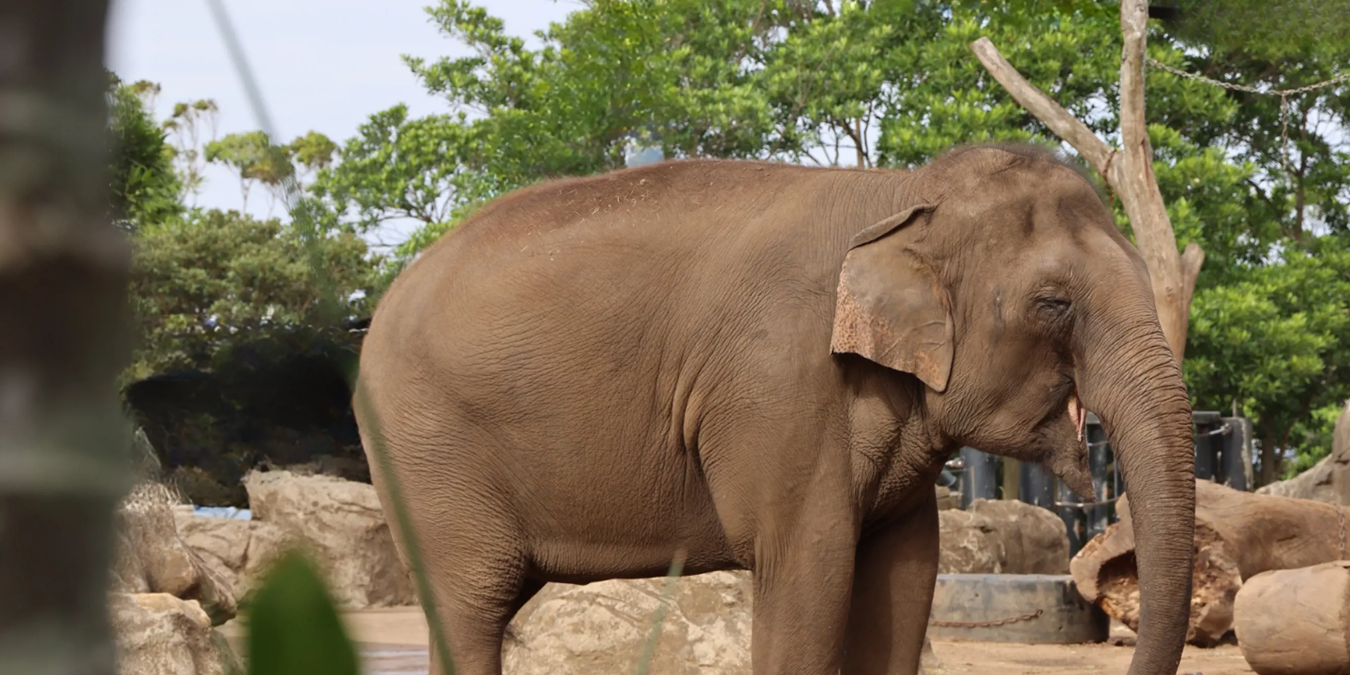 Asian Elephant next to body of water