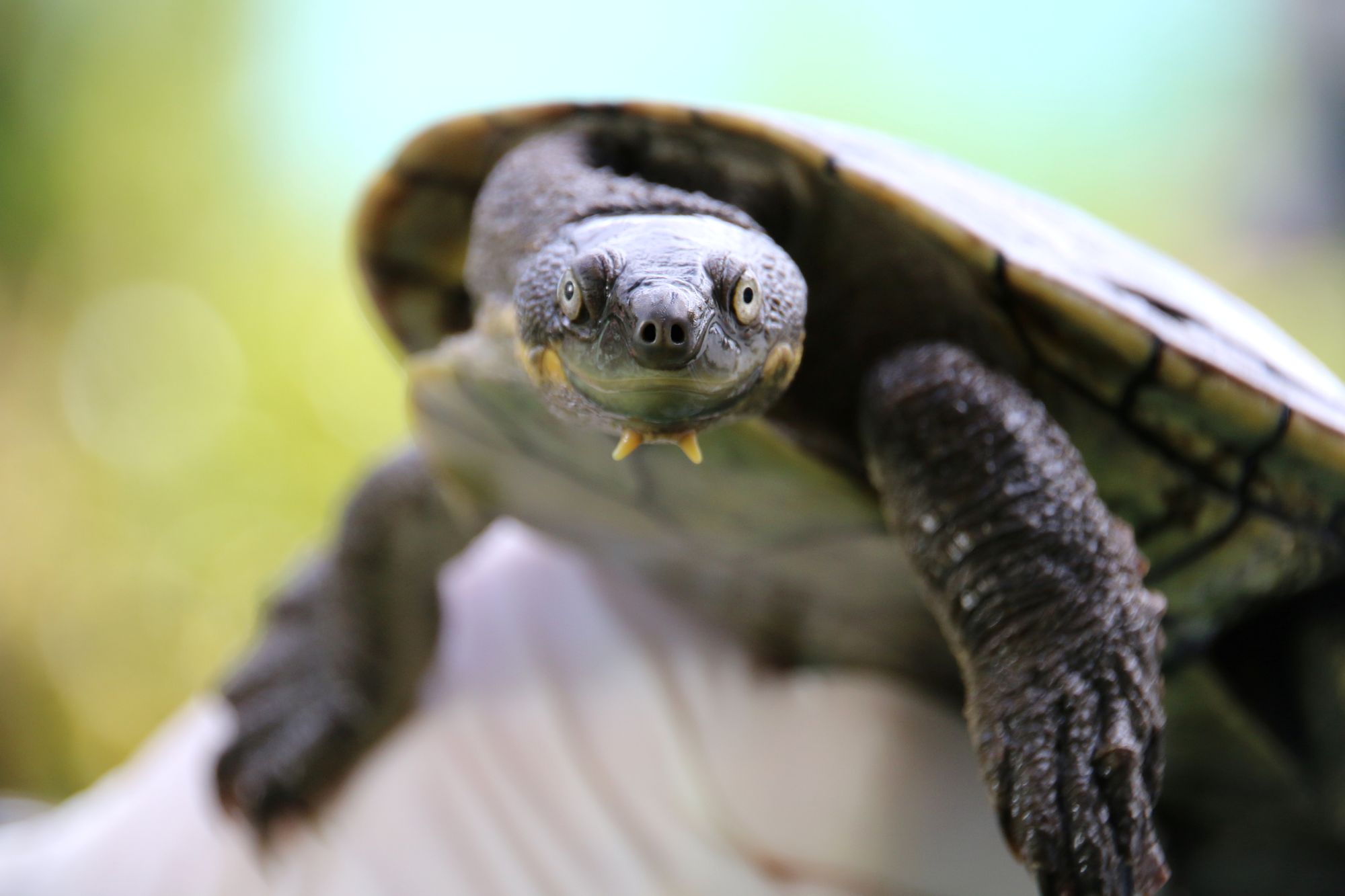 Bellinger River Turtle | Taronga Zoo | Taronga Zoo