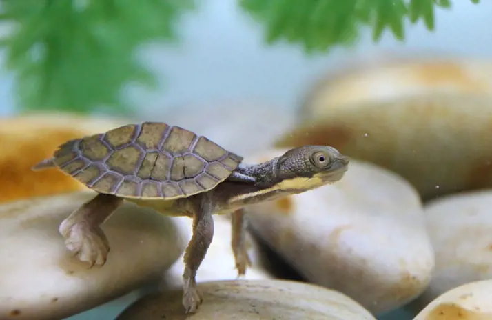 Image of Bellinger River Turtle 