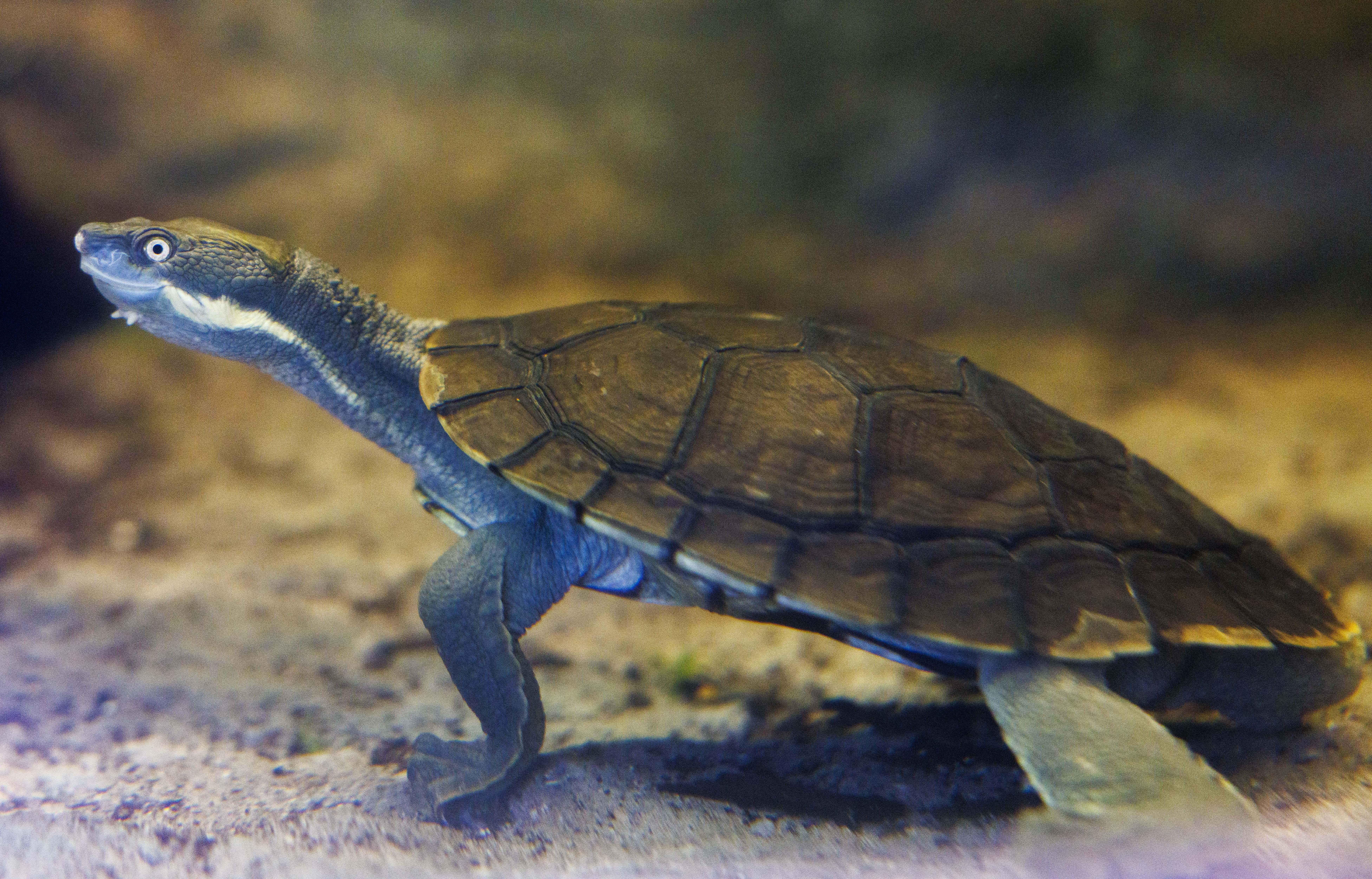 Bellinger River Turtle | Taronga Zoo | Taronga Zoo