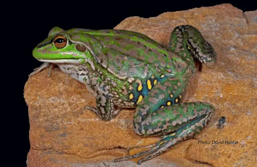 Image of Yellow-spotted Bell Frog