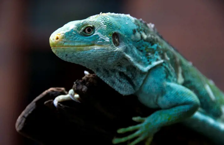 Image of Fijian Crested Iguana