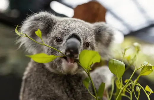 Image of Koala
