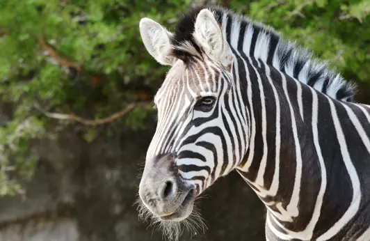 Zebra