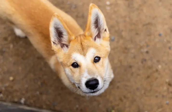 Image of Dingo<br />