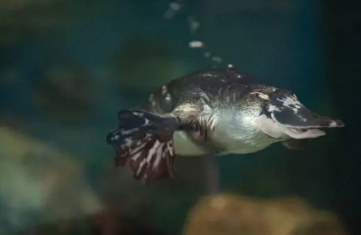 Image of Platypus