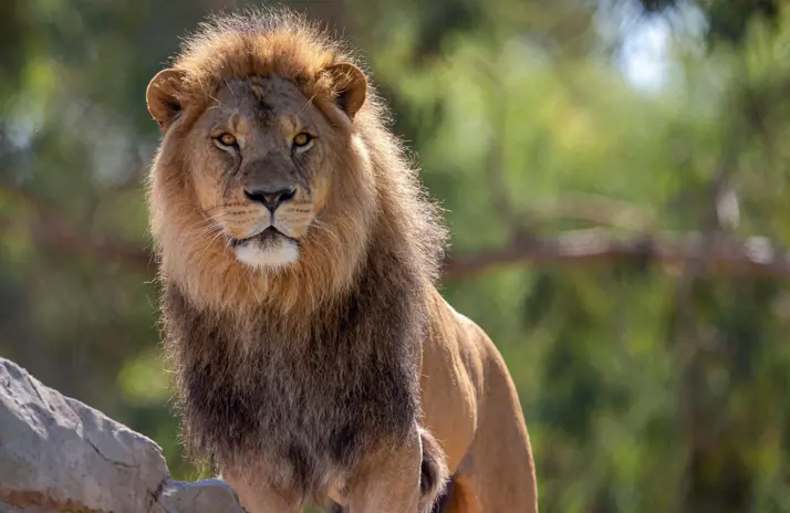 Image of African Lion