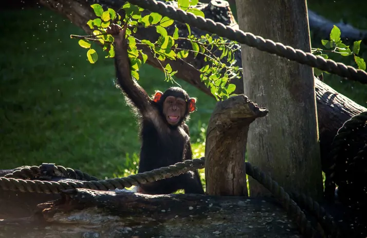 Image of Chimpanzee 