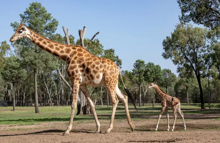 Image of Giraffe 