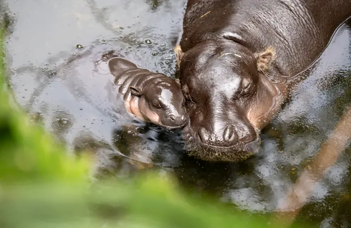Image of Pygmy Hippopotamus