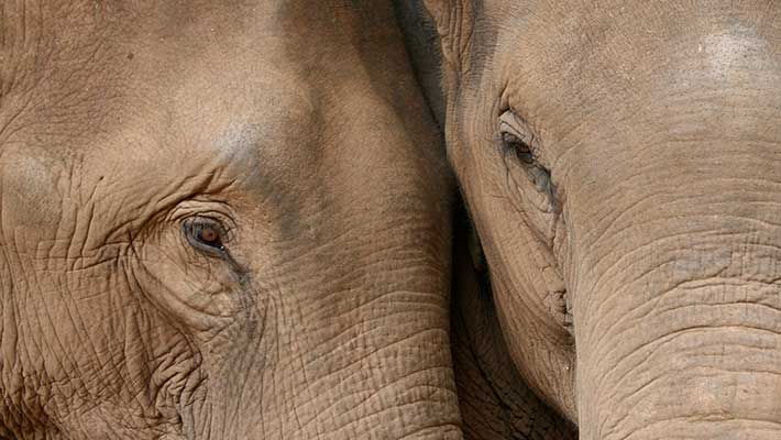 Asian Elephants. Photo: Bobby-Jo Clow