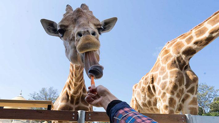 Giraffes at Taronga Zoo Sydney