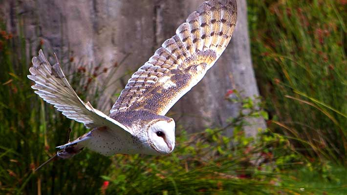 Barn Owl at the Taronga Zoo Sydney Bird Show. Photo: William A. Stewart