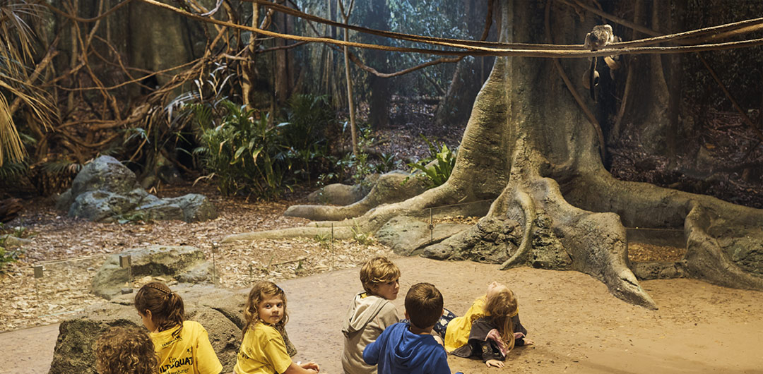 Students observing a Cotton-top Tamarin in the Rainforest Classroom