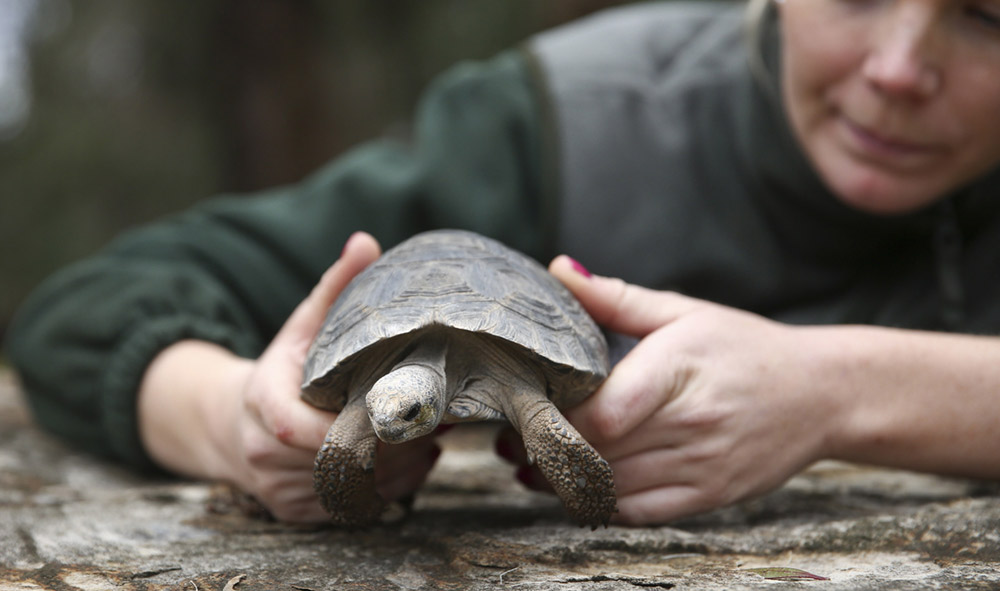 Galapagos tortoise hatchling