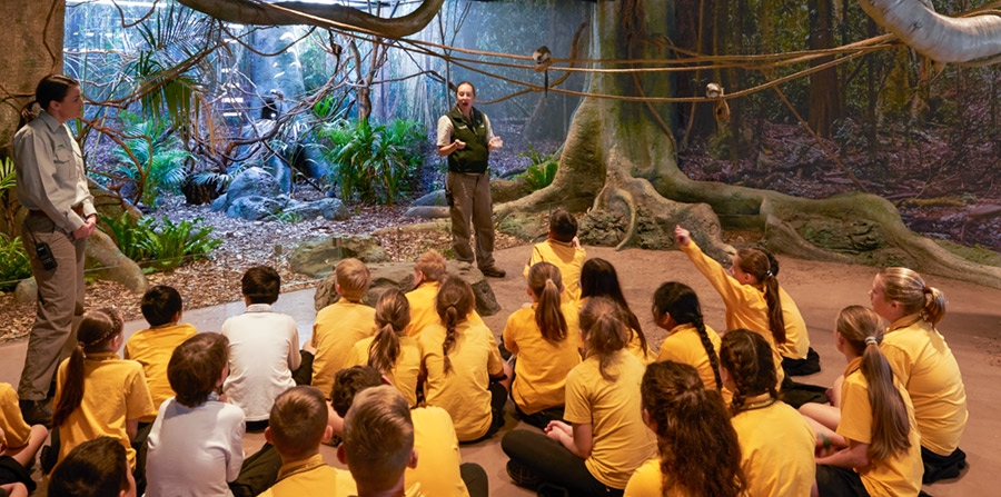 Students observing the Cotton-top Tamarins in the Rainforest Classroom