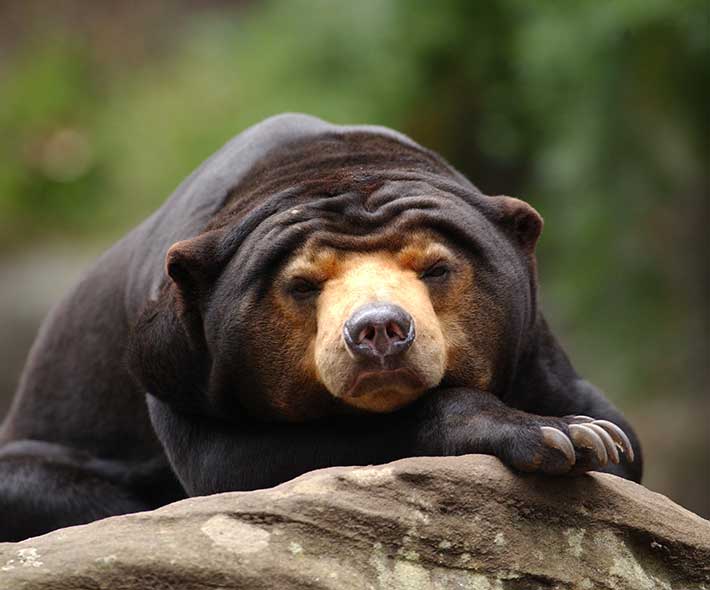 Sun Bear