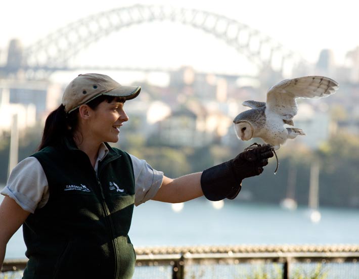 Keeper with a Barn Owl at Taronga Zoo Sydney. Photo: Chloe Precey