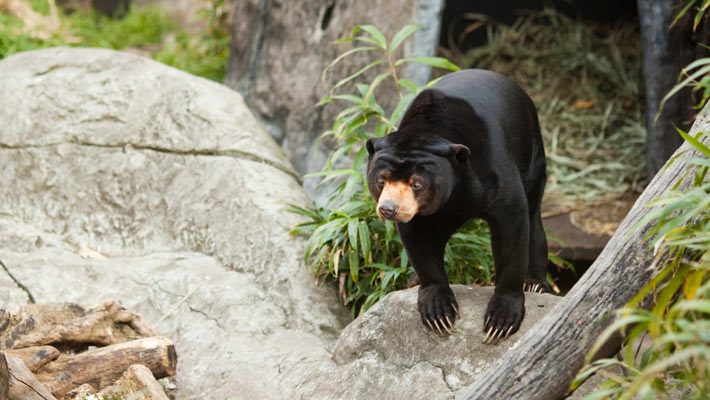 Sun Bear
