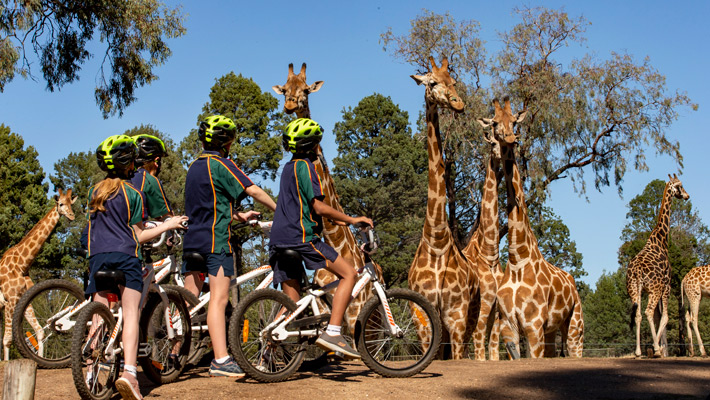 Students bike-riding around the Zoo observing Giraffe