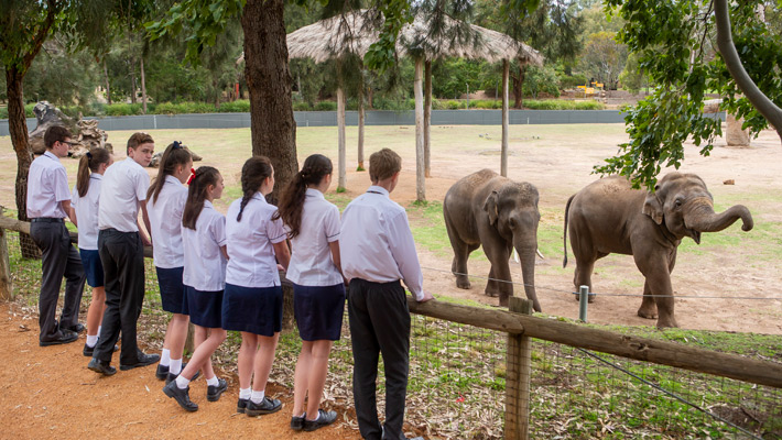 A self-guided excursion observing the Asian Elephant herd