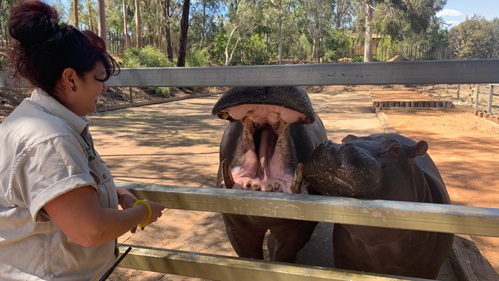 Hippo encounter.