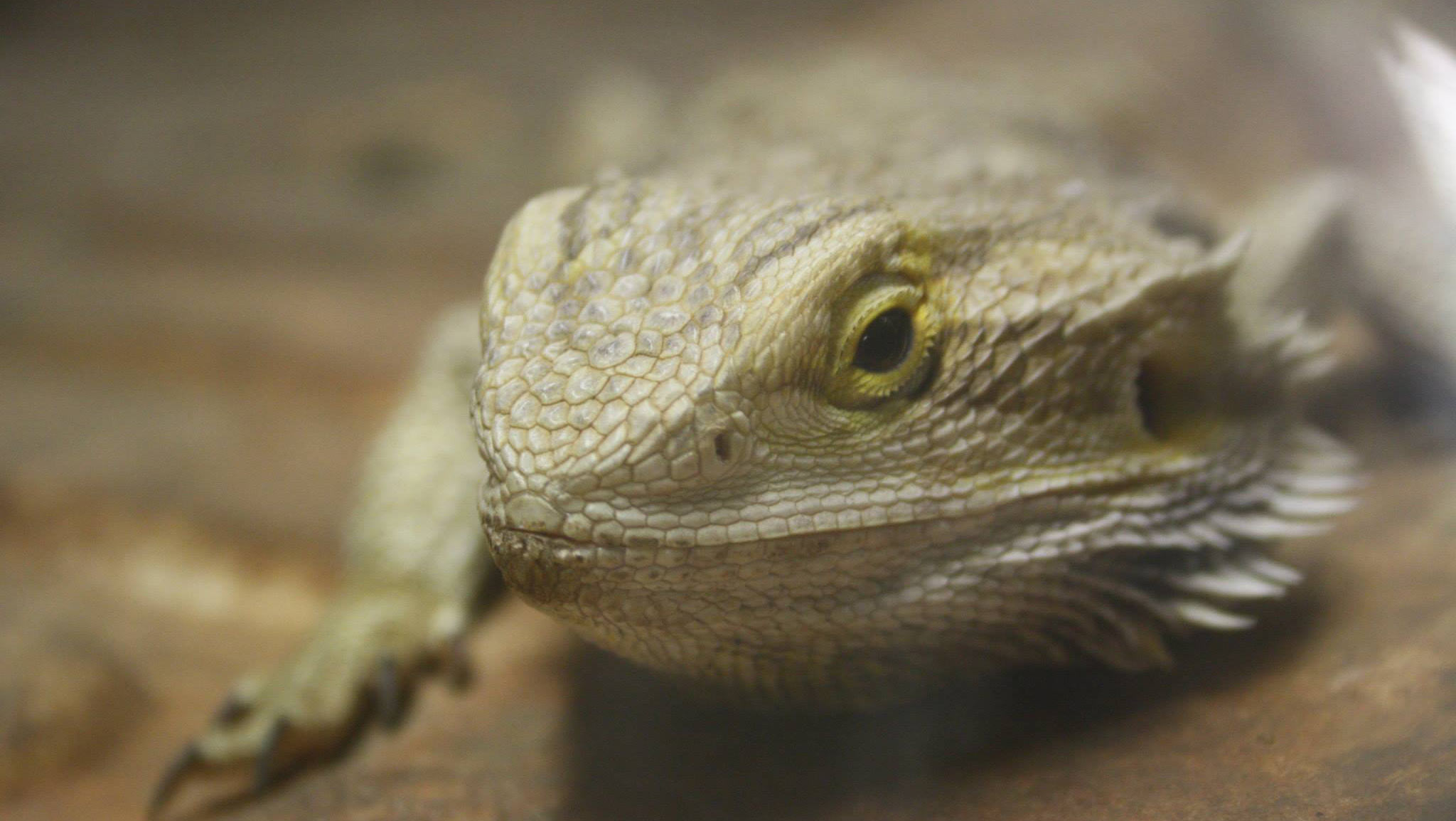 Bearded Dragon.