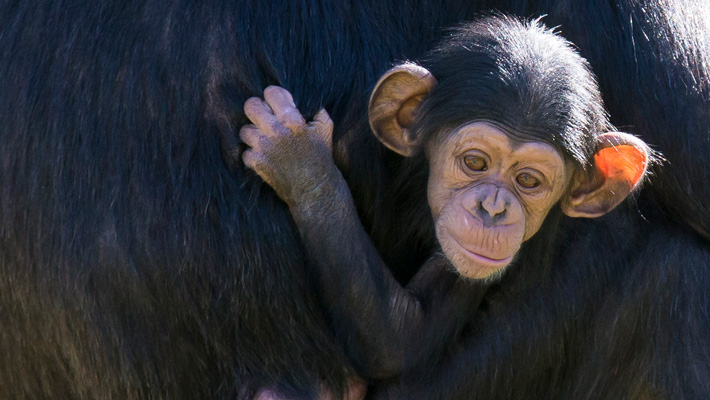Chimpanzee. Photo: Rick Stevens