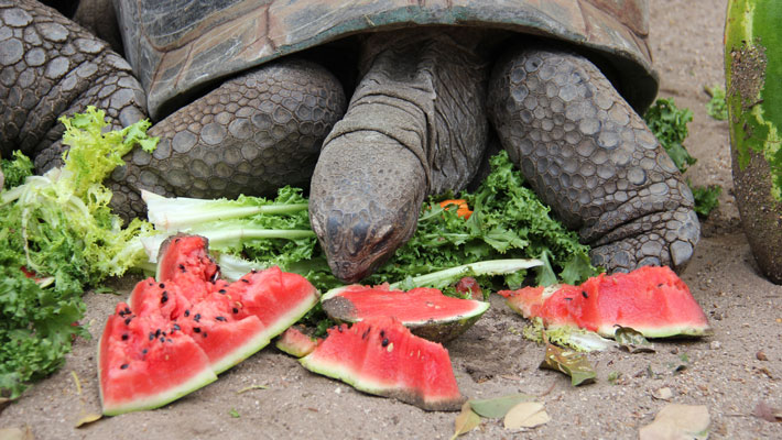 Aldabra Giant Tortoise with Christmas-themed enrichment.