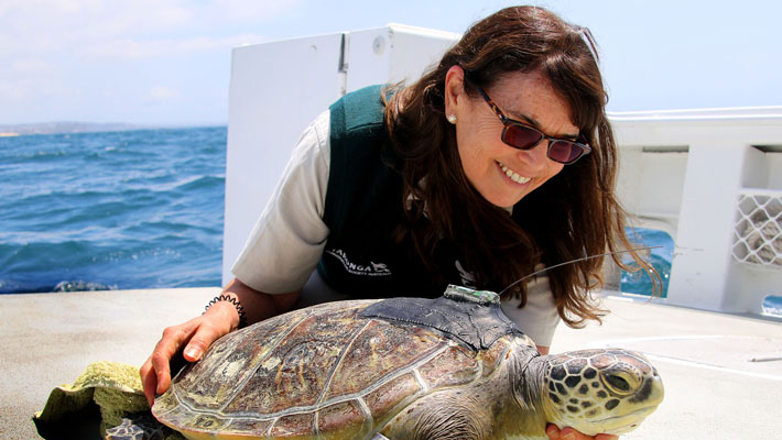Veterinarian Libby Hall releases a Green Sea Turtle back into the wild after rehabilitation at the Taronga Wildlife Hospital.