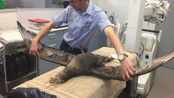 Veterinary Clinical Placement at Taronga Zoo Sydney.
