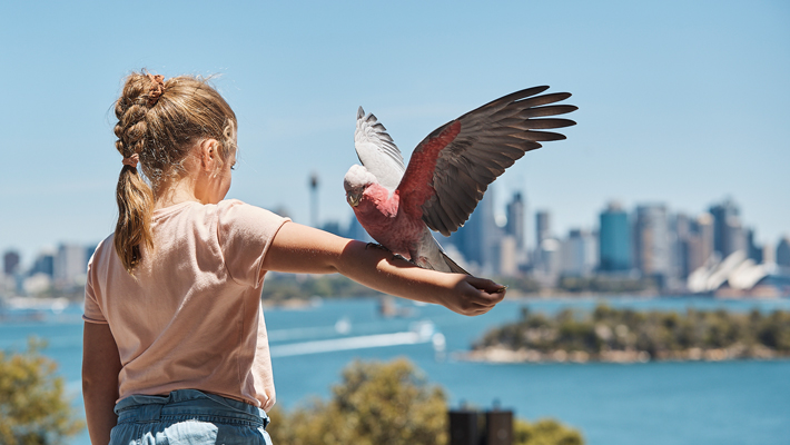 QBE Free Flight Bird Show