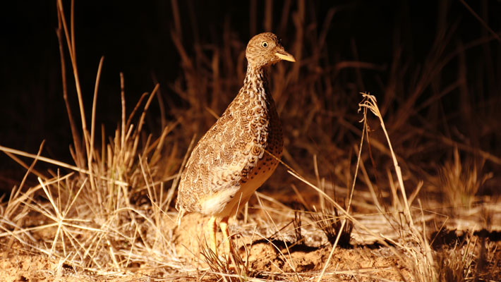 Plains Wanderer. Photo: Mark O'Riordan