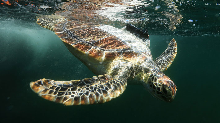 Green Sea Turtle. Photo: Toby Zerna / Daily Telegraph