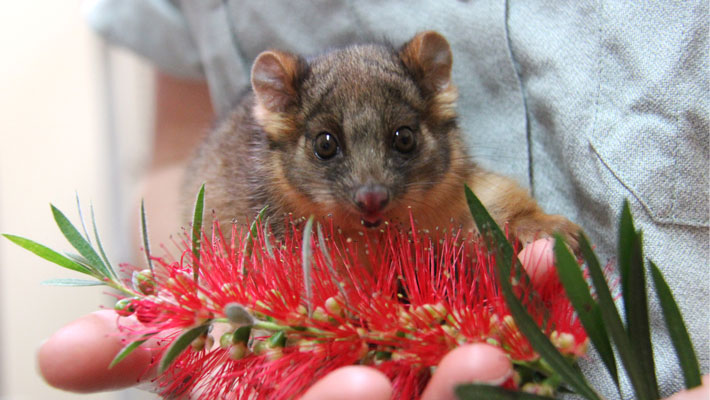 Animals like the Common Ringtail Possum have special dietary requirements. Photo: Paul Fahy