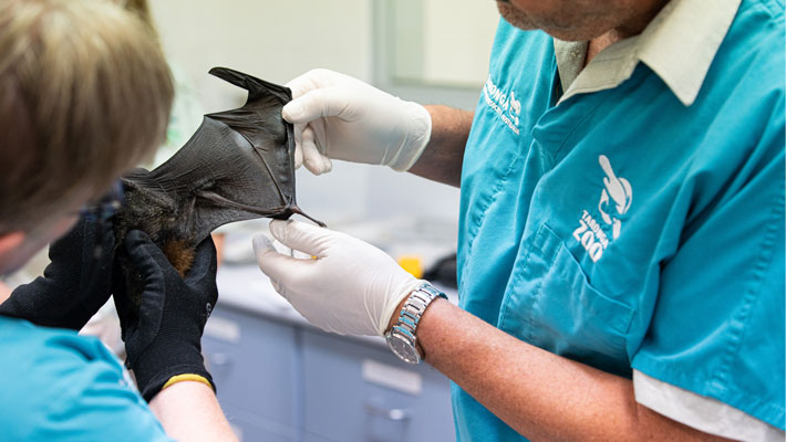 Taronga Zoo Sydney Wildlife Hospital staff caring for a bat injured in the bushfire crisis. Photo: Chris Wheeler