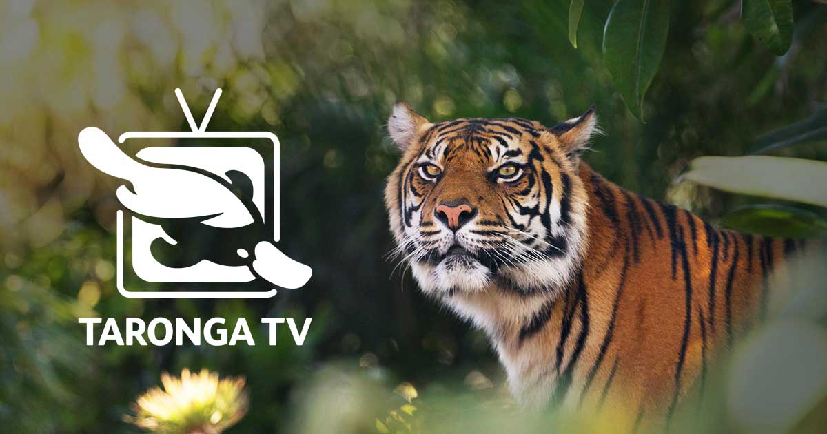 Taronga TV | Taronga Conservation Society Australia