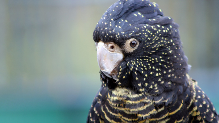 Black Cockatoo