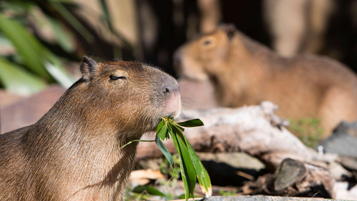 Capybara