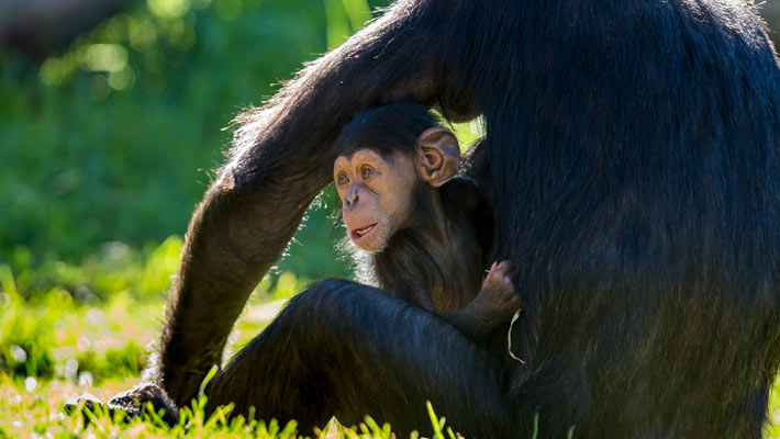 Chimpanzee